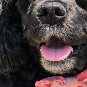 Meet your Posher, Sherry